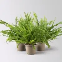 Pflanzen-Kölle Schwertfarn 'Green Lady', Topf-Ø 12cm, Höhe ca. 35 cm, 3 Pflanzen