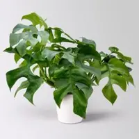 Pflanzen-Kölle Monstera minima syn. Rhaphidophora, inkl. Keramiktopf Dallas weiß, Topf 12 cm Ø
