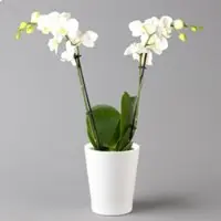 Pflanzen-Kölle Schmetterlingsorchidee, inkl. Keramiktopf, weiß, Topf-Ø 12 cm, Höhe ca. 50 cm
