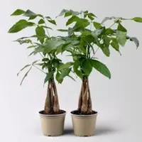 Pflanzen-Kölle Glückskastanie, Topf-Ø 12 cm, Höhe ca. 45 cm, 2 Pflanzen