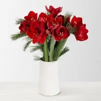 Pflanzen-Kölle Schnittblumen-Mix aus 5 weihnachtsroten Amaryllis & 5 Seidenkiefer