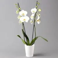 Pflanzen-Kölle Schmetterlingsorchidee, inkl. Keramiktopf, weiß, Topf-Ø 12cm, Höhe ca. 60 cm