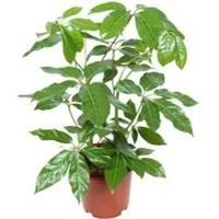 Pflanzen-Kölle Schefflera actinophylla 'Amate', Topf-Ø 24 cm, Höhe ca. 85 cm