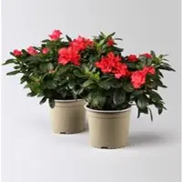 Pflanzen-Kölle Azalee rot, gefüllt, Topf-Ø 14 cm, 2 Stück