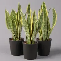 Pflanzen-Kölle Bogenhanf in Keramiktopf anthrazit, Topf-Ø 12 cm, Höhe ca. 35-45 cm, 3er-Set