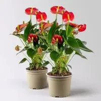 Pflanzen-Kölle Flamingoblume 'Royal Red Champion', Topf-Ø 12 cm, Höhe ca. 35 cm