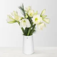 Pflanzen-Kölle Schnittblumen-Mix aus 5 weißen Amaryllis & 5 Seidenkiefer