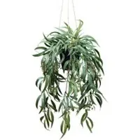 Pflanzen-Kölle Kunstpflanze Eukalyptus globulus, Höhe ca. 65 cm