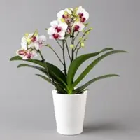 Pflanzen-Kölle Schmetterlingsorchidee, inkl. Keramiktopf, weiß/rot, Topf-Ø 12 cm, Höhe ca. 50cm