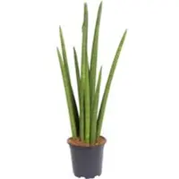 Pflanzen-Kölle Bogenhanf 'Rocket', Topf-Ø 17 cm, Höhe ca. 70 cm