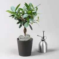 Pflanzen-Kölle Chinesische Feige 'Maya' in Keramiktopf anthrazit, Topf-Ø 12 cm, Höhe ca. 40 cm