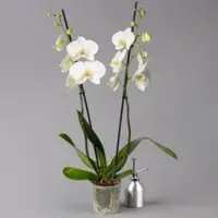 Pflanzen-Kölle Schmetterlingsorchidee weiß, 2 Rispen, Topf-Ø 12 cm, Höhe ca. 60 cm