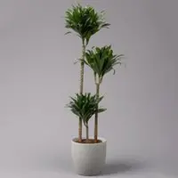 Pflanzen-Kölle Duftender Drachenbaum 'Compacta', Topf-Ø 24 cm, Höhe ca. 120 cm