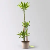 Pflanzen-Kölle Duftender Drachenbaum 'Gold Dream', Topf-Ø 24 cm, Höhe ca. 140 cm