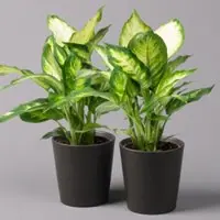 Pflanzen-Kölle Dieffenbachie 'Camilla' in Keramiktopf Dallas anthrazit, Topf-Ø 12 cm, 2er-Set