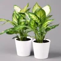 Pflanzen-Kölle Dieffenbachie 'Camilla' mit Keramiktopf Dallas weiß, Topf-Ø12cm, 2er-Set