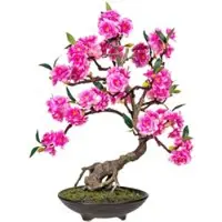 Pflanzen-Kölle Kunstpflanze Bonsai Cerasum, pink, Höhe ca. 37 cm