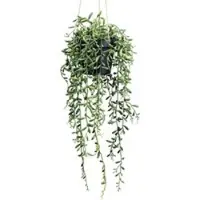 Pflanzen-Kölle Kunstpflanze Senecio herreianus, Höhe ca. 55 cm