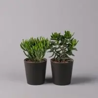 Pflanzen-Kölle Geldbaum Mix, Sorten zufällig, Topf-Ø 12cm, in Keramiktopf anthrazit, 2 Pflanzen