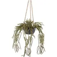 Pflanzen-Kölle Kunstpflanze Rhipsalis pilocarpa, Höhe ca. 80 cm