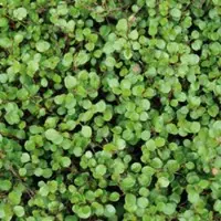 Pflanzen-Kölle Mühlenbeckia, sattgrün, Topf-Ø 9 cm, 12 Stück
