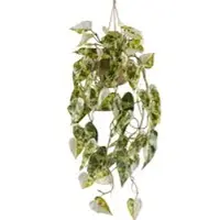 Pflanzen-Kölle Kunstpflanze Syngonium podophyllum albo variegata, Höhe ca. 80 cm