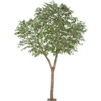 Pflanzen-Kölle Kunstpflanze Ficus Benjamina, Höhe ca. 310 cm