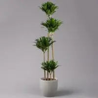 Pflanzen-Kölle Duftender Drachenbaum 'Compacta', Topf-Ø 27 cm, Höhe ca. 160 cm