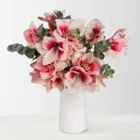Pflanzen-Kölle Schnittblumen-Mix aus 5 rot-weißen Amaryllis & 5 Eukalyptus