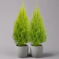 Pflanzen-Kölle Zimmerzypresse 'Goldcrest', Pyramide, Topf-Ø 17 cm, 2er-Set