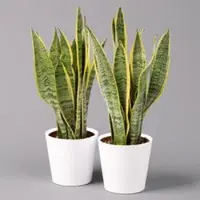 Pflanzen-Kölle Bogenhanf in Keramiktopf Dallas weiß, Topf-Ø 12 cm, Höhe ca. 35-45cm, 2er-Set