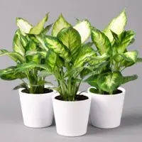 Pflanzen-Kölle Dieffenbachie 'Camilla' mit Keramiktopf Dallas weiß, Topf-Ø12cm, 3er-Set