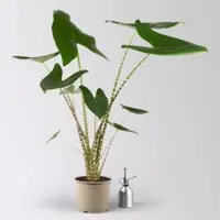Pflanzen-Kölle Alocasia 'Zebrina', Topf-Ø 17 cm, Höhe ca. 60 cm
