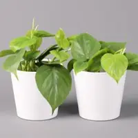 Pflanzen-Kölle Philodendron scandens in Keramiktopf weiß, Topf-Ø 12 cm, Höhe ca. 20 cm, 2er-Set