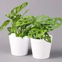 Pflanzen-Kölle Monstera adansonii mit Keramiktopf weiß, Topf-Ø 12 cm, Höhe ca. 25 cm, 2er-Set