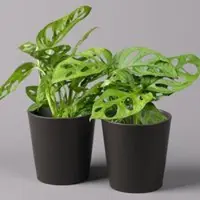 Pflanzen-Kölle Monstera adansonii inkl. Topf anthrazit, Topf-Ø 12 cm, Höhe ca. 25 cm, 2er-Set