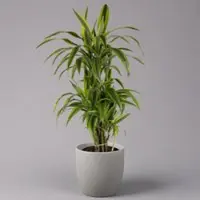 Pflanzen-Kölle Duftender Drachenbaum 'Lemon Lime', verzweigt, Topf-Ø 24 cm, Höhe ca. 80 cm