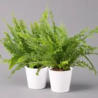 Pflanzen-Kölle Schwertfarn 'Green Lady' in Keramiktopf weiß, Topf-Ø12cm, Höhe ca 35 cm, 2er-Set