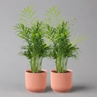Pflanzen-Kölle Bergpalme mit Übertopf Vibes rosa, Topf-Ø 12 cm, Höhe ca. 30 cm, 2er-Set