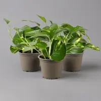 Pflanzen-Kölle Efeutute grün-gelb, Höhe ca. 15 cm, Topf-Ø 12 cm, 3 Pflanzen