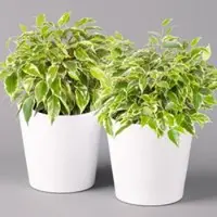 Pflanzen-Kölle Birkenfeige 'Kinky' in Keramiktopf weiß, Topf-Ø 12 cm, Höhe ca. 25 cm, 2er-Set