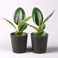 Pflanzen-Kölle Gummibaum 'Robusta' in Topf anthrazit, Topf-Ø 12cm, Höhe ca. 40-45 cm, 2er-Set