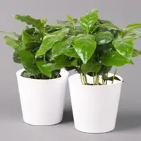 Pflanzen-Kölle Kaffeestrauch mit Keramiktopf Dallas weiß, Topf-Ø 12cm, Höhe ca. 25 cm, 2er-Set