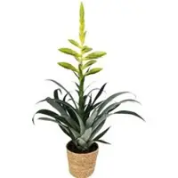 Pflanzen-Kölle Tillandsia oerstediana, Topf-Ø 12 cm, mit Korb Maki, Höhe ca. 50 cm