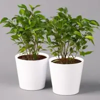 Pflanzen-Kölle Birkenfeige 'Natasja' inkl. Übertopf weiß, Topf-Ø 12 cm, Höhe ca. 25 cm, 2er-Set