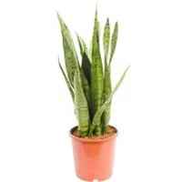 Pflanzen-Kölle Bogenhanf, Topf-Ø 17 cm, Höhe ca. 40-60 cm