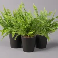 Pflanzen-Kölle Schwertfarn 'Green Lady' in Keramiktopf Dallas anthrazit, Topf-Ø 12 cm, 3er-Set