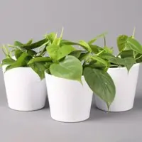 Pflanzen-Kölle Philodendron scandens in Keramiktopf weiß, Topf-Ø 12 cm, Höhe ca. 20 cm, 3er-Set