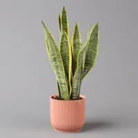 Pflanzen-Kölle Bogenhanf in Übertopf Vibes rosa, Topf-Ø 12 cm, Höhe ca. 45 cm