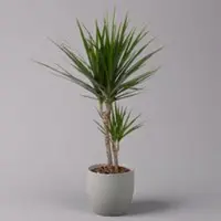Pflanzen-Kölle Drachenbaum, Topf-Ø 17 cm, Höhe ca. 70 cm
